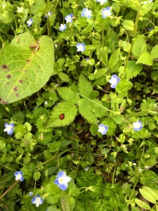 11008512_671682599627046_7327896307232973005_n