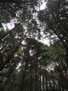 11112933_671675226294450_7160063641978363644_n