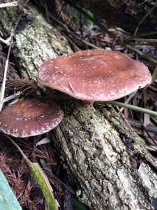 11146324_671675399627766_3449316228392472758_n