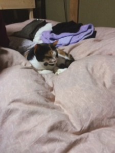 Processed with Rookie